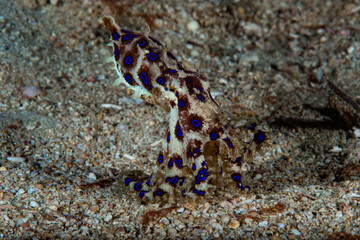 Blue-ringed octopus Hapalochlaena lunulata