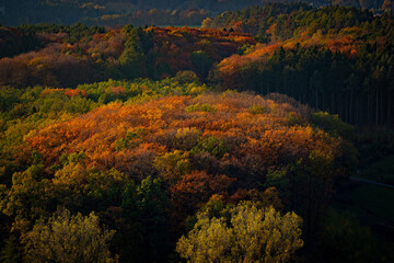 autumn in the forest