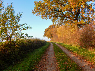 Obraz premium road in autumn