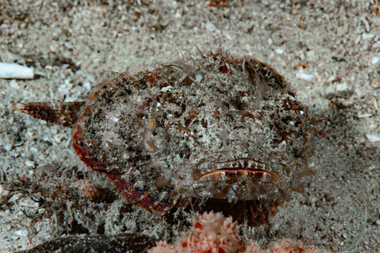 Stonefish Synanceia verrucosa