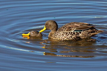 Fototapeta premium Pair of Yellow Billed Ducks on a pond busy with courtship