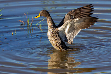 Lone Yellow billed duck swimming on surface of a pond