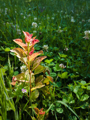 Young plum seedling in the clover field in countryside during sunny day, organic fruit farming