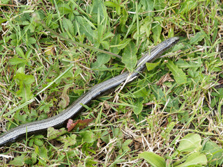 (Anguis fragilis) Orvet fragile ou orvet commun, le dos texturé de grandes bandes sombres se déplaçant discrètement dans de la végétation humide et ombragée d'une clairière de Forêt-Noire (Allemagne)