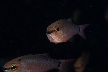 Spotnape Cardinalfish Ostorhinchus jenkinsi