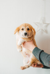 Adorable puppy Welsh Corgi Pembroke posing in the hands of the owner. Closeup
