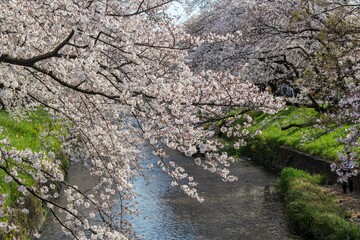 Fototapeta premium 五条川の岩倉桜まつり