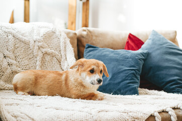 Welsh corgi pembroke cute puppy lying down on a sofa, in the apartment.