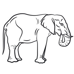 big elephant