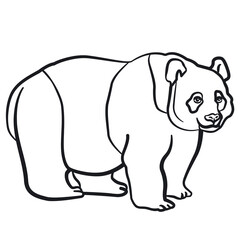 panda bear