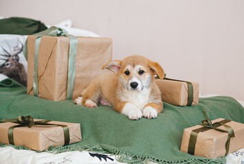 Corgi puppy lying on bed near gift boxes, awaits for holidays.