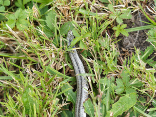 (Anguis fragilis) Tête d'orvet fragile ou serpent verre à iris rond, écailles de couleur gris noir à reflets bleutés
