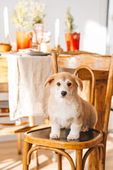 Pembroke Welsh Corgi puppy sitting on chair in kitchen. Looking at camera.