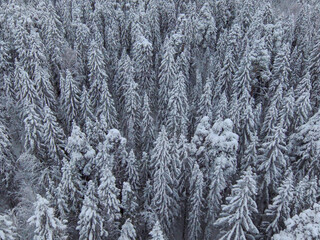 Aerial view of white fluffy covered fir trees in winter forest