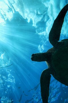 Swimming with Wild Hawaiian Green Sea Turtles in Hawaii 