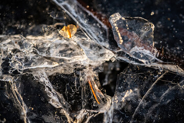 macro leaf in ice