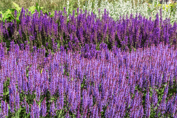 Fototapeta premium A lawn with a flowering sage on a sunny summer day