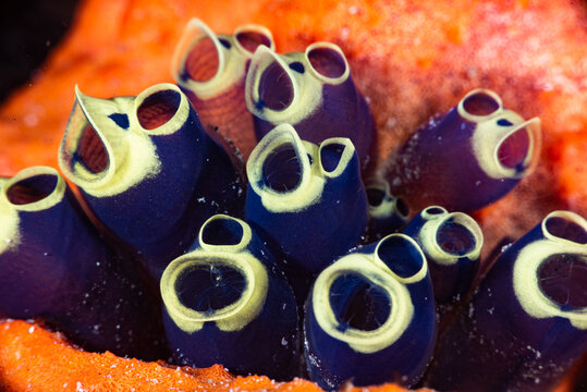 Clavelina robusta Tunicate Sea Squirt