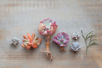 Gray wooden retro background with pastel color succulent echeveria plants composition