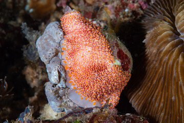 Ovula costellata