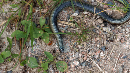 (Anguis fragilis) Orvet fragile ou orvet commun, écailles grise nourâtre, dos à grandes bandes sombres et reflets bleutés, se déplaçant à l'ombre d'un sentier humide en Forêt-Noire (Allemagne)