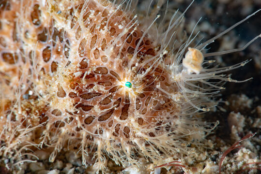  Hispid Frogfish Antennarius hispidus