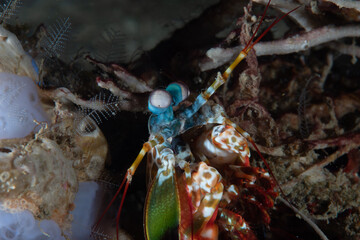 Smashing Mantis Odontactylus scyllarus