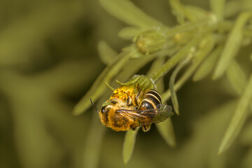 Top close-up of bee Colletes daviesanus on a yellow flower.