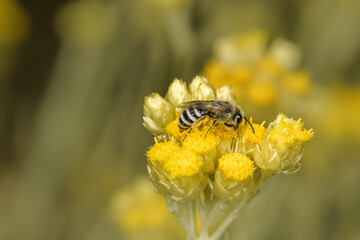 Side close-up of bee Colletes daviesanus on a yellow flower.