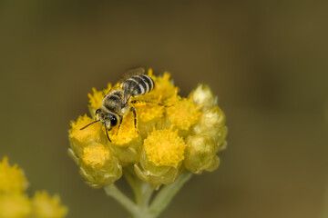 Side close-up of bee Colletes daviesanus on a yellow flower.
