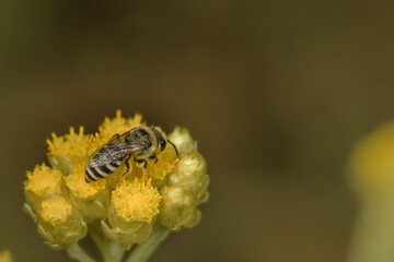 Top close-up of bee Colletes daviesanus on a yellow flower.
