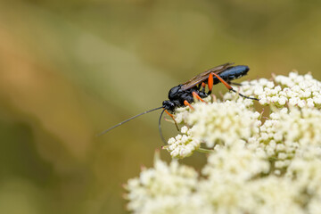 Lateral close-up of the wasp Isodontia auripes looking for a prey on a white flower.