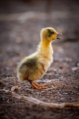 Gosling opens beak to call for mother