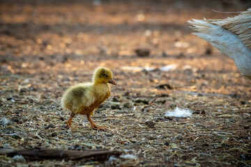 Gosling follows tail of mother around pen