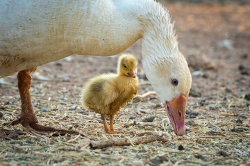 Gosling stands by mother bending head down