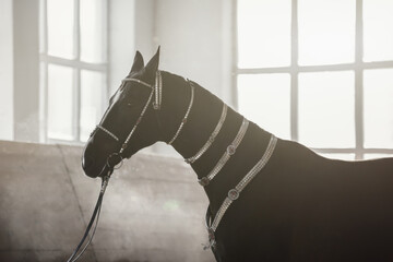 magnificent black akhal-teke gelding horse with traditional bridle and finery standing near window...