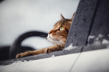 brown marble tabby cat with green yellow eyes in harness sitting in car propped against window and looking out the window in winter