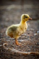 Gosling stands by dry stick in shade