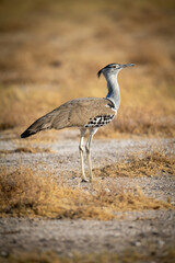 Kori bustard stands in rocky salt pan