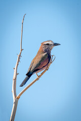 Lilac-breasted roller on dead branch against sky