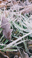 frost on the leaves
