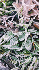 frost on the leaves