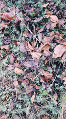 carpet of leaves