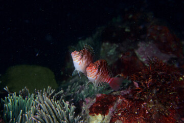 ミナミゴンベの産卵