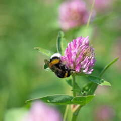 Hummel auf einer Kleeblüte