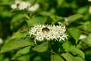 A lone bee collects nectar from the inflorescences of a white flower.