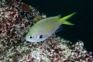 キホシスズメダイ