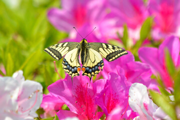 ツツジの花の上を舞うアゲハチョウ