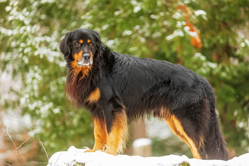 male black and gold Hovie with a green wall as a background