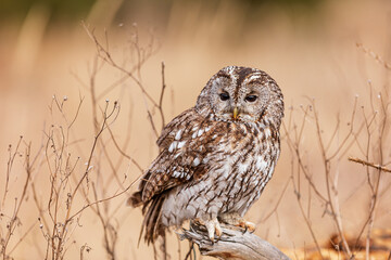 male tawny owl (Strix aluco) with beautifully camouflaged background
